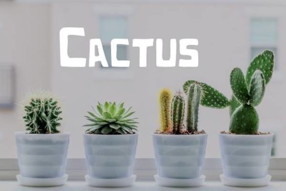 Cactus Font: Redefining Display Typography With Geometric Precision and Playful Character